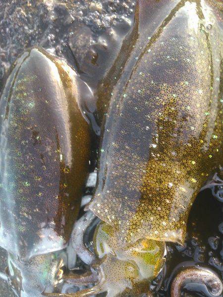 朝イチフィーッシュ❤❤❤❤